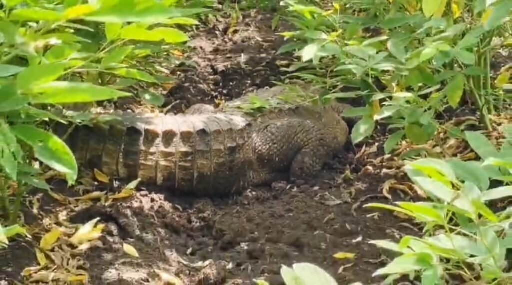 ಕೇಸಾಪುರದಲ್ಲಿ ಬೃಹತ್ ಗಾತ್ರದ ಮೊಸಳೆ ಪತ್ತೆ: ರೈತರಿಗೆ ಆತಂಕ